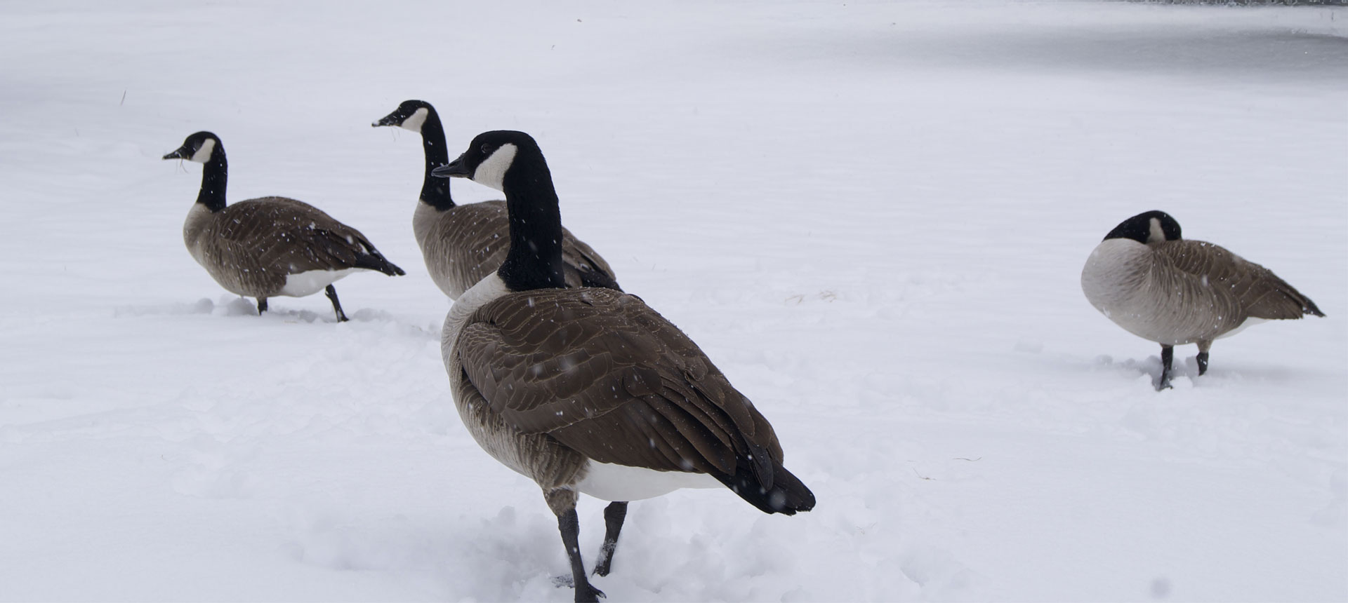 Geese in the snow